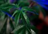 Grow Cannabis at Home