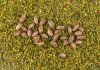 Bermuda grass seeds in lawn