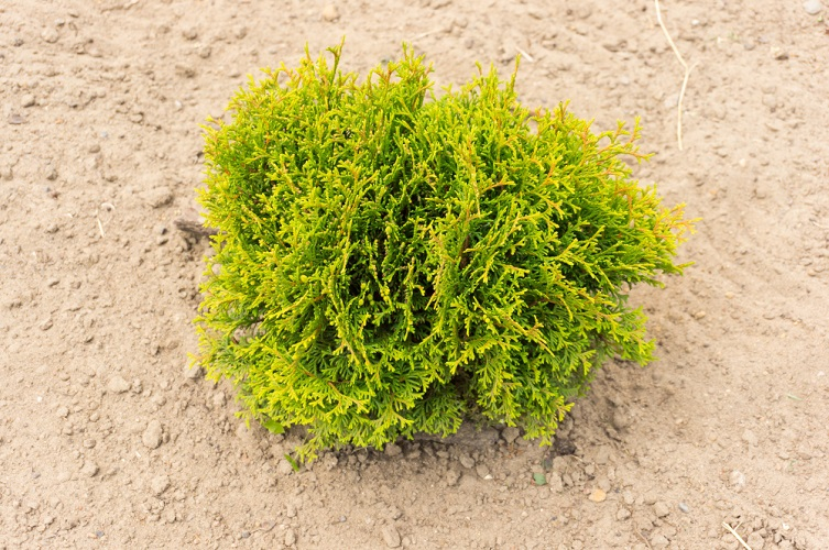 exploring bermuda grass seeds